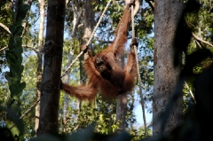 Orang Utans